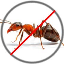 Ants-Pest-Control-Treatment