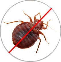 Bedbugs-Pest-Control-Treatment