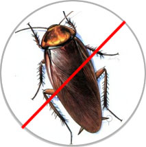 Cockroach-Pest-Control-Treatment
