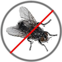 Flies-Pest-Control-Treatment