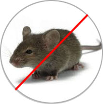 Rats-Rodents-Pest-Control-Treatment