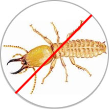 Termites-Pest-Control-Treatment